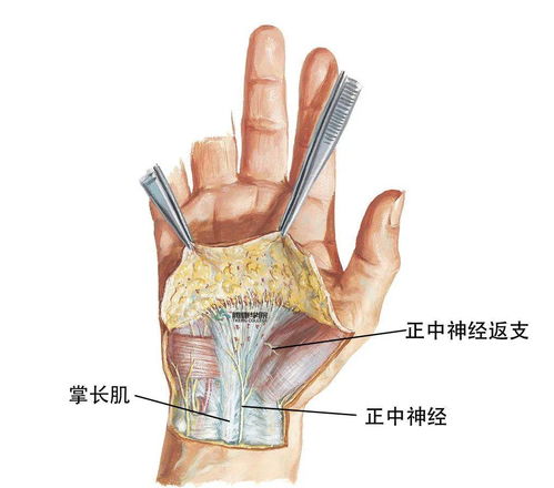 控制情感的大脑区域在哪个半球