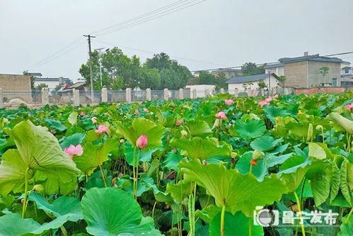 保山勐统 夏雨清风起 听荷绿正浓