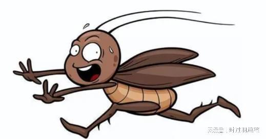 家里为什么会出现蟑螂 家里有蟑螂怎么消灭
