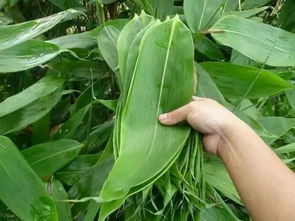 包粽子的叶子是什么植物的叶子,粽子叶是什么植物？