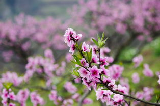 三月开的花花语是什么,三月份开的花及花语(三月是什么花的花语)