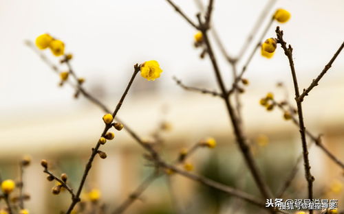 星座性格分析 外表随和风趣,却不会让人随便欺负的星座