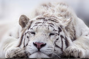 虎,白,动物,猫,捕食者,动物园,孟加拉 