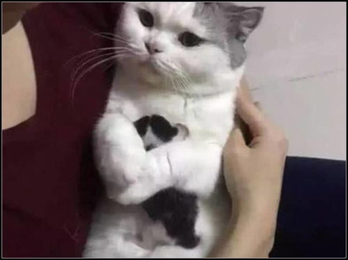 主人要把猫宝宝送人,猫妈伤心一把搂在怀中,不让任何人动它