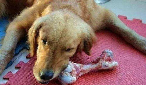 狗狗吃骨头能补钙 别粗心伤了狗狗,怎么正确的给它们补钙呢