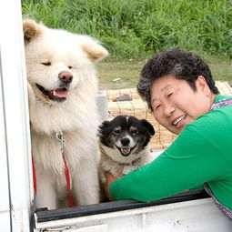 秋田犬币彻底完了,起源和繁荣 秋田犬币彻底完了,起源和繁荣 生态