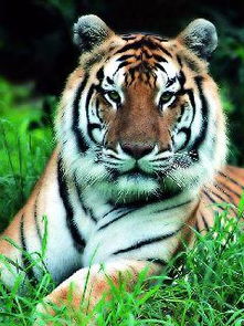 最大的虎有多大 