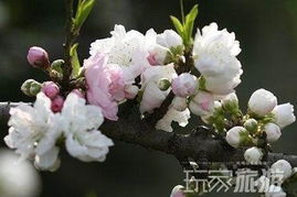 районе Пингу откроется 12 й международный фестиваль цветения персиков