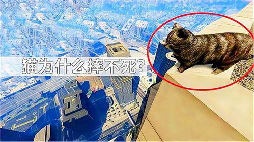 猫为啥从高空落下却摔不死 将镜头放慢100倍,真相立马大白