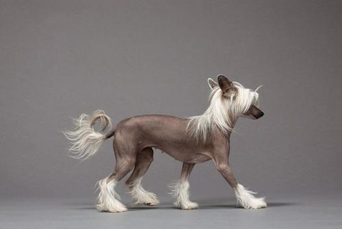 被网友戏称为世界上最丑的犬种,中国冠毛犬 很丑却很温柔