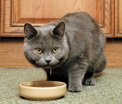 猫咪吃哪些东西可以去除毛球,毛球症对猫咪的身体有哪些危害 