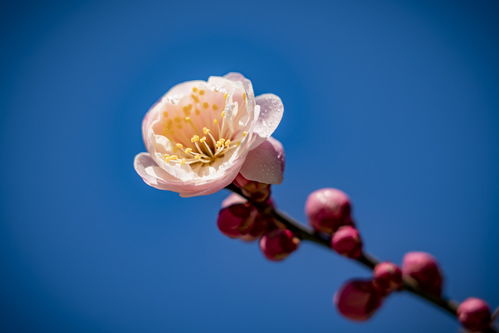 恋爱时,十二星座的新鲜感各能持续多久 天蝎很长远