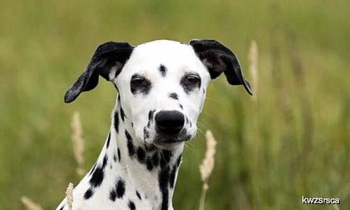 多数人养狗时并不会选择斑点狗,是因为它缺点多 还是另有隐情
