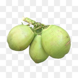泰国椰青是什么季节的水果,泰国椰子成熟季节？