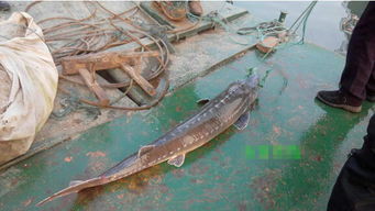江西渔民捕获27斤中华鲟放生 为鄱阳湖发现最大一条