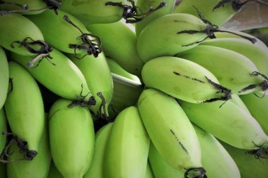 绿香蕉放10天还是绿的能吃吗