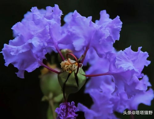 分享图片 淡紫色高清唯美花朵