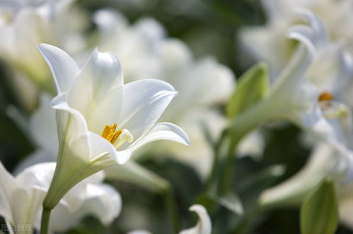 白色百合花的花语和寓意,白色百合花的花语和寓意