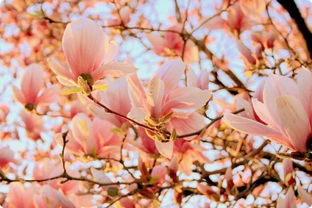 樱花草花语：优雅与希望的象征，让春日更加绚烂多彩