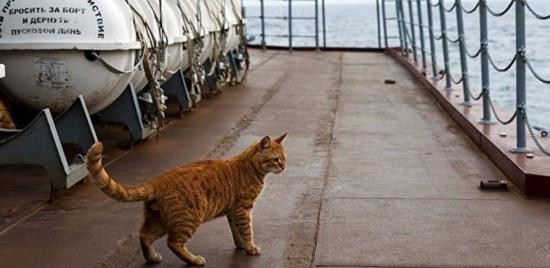 西方军舰上为什么都会养猫 原来猫咪还有这些大作用