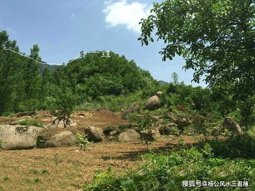 墓地风水窝形穴后靠金星向尖峰,风水大师王君植河南洛阳寻龙实拍催官地