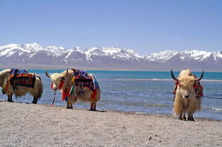 西藏旅游注意事项,西藏旅游注意事项和必备物品
