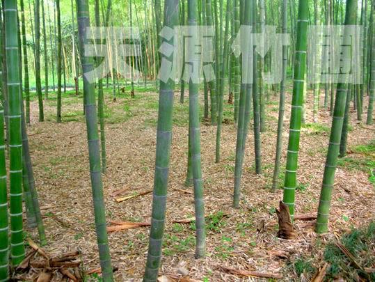 楠竹种子种植几年成材,<p>萌芽期</