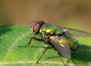 黑蝇:一种不容忽视的飞行害虫