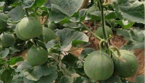 绿宝瓜的种植技术,绿宝瓜的十种做法
