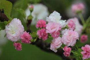 先秦诸子论花，诗中花影，韵里风流，什么花什么诗句