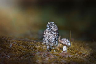 猫头鹰在蘑菇下避雨网络爆红 