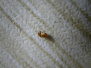 家里有虫子咬人,像蚂蚁,红色的,比蚂蚁还小,是什么物种 怎么搞 源头可能是哪 