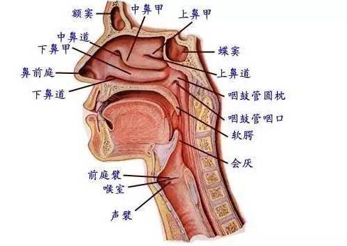 小课堂 歌唱时如何完全打开喉咙 附视频教学讲解