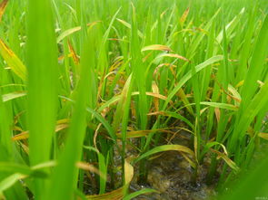 水稻进入拔节孕穗期,后期有哪些管理要点,水稻出穗和扬花期如何管理