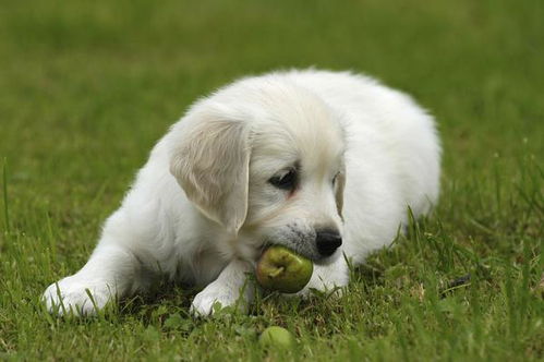 狗狗能吃什么水果,不能吃什么水果 