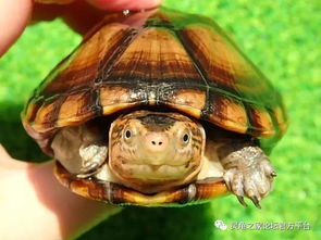蝎泽龟的4个亚种 白喉泥龟与红面泥龟的区分 