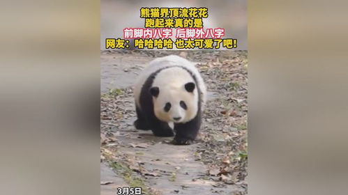 大熊猫走路为什么是内八字
