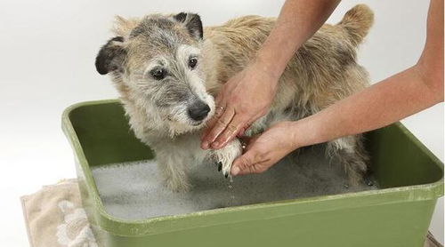 这6种情况,不适合给狗狗洗澡,不然会害了它 