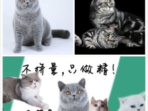 图 武汉繁育英短家庭猫舍,武汉lian上猫舍 武汉宠物猫 