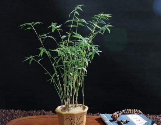 米竹的养殖方法和注意事项,米竹冬季怎么养？