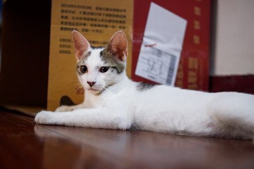 上海猫咪领养 
