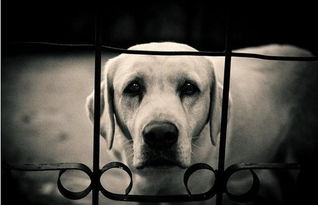 你出门的时候,狗子难过的要哭出来,可怜的盯着你