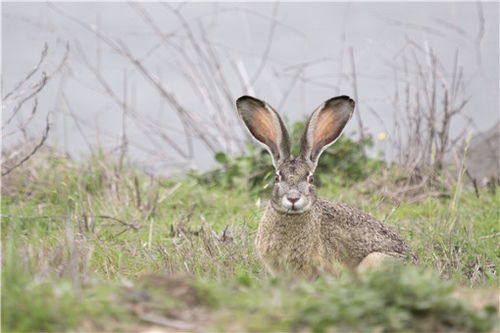 农村养殖野兔有前景吗 附野兔养殖成本和利润分析