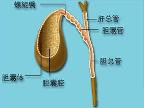 胆囊癌中医一般怎么治 