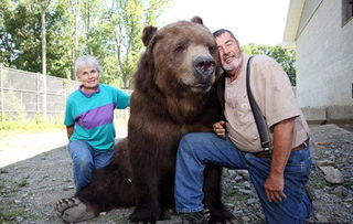 纽约夫妇收养11头熊 最久的已养了21年 图