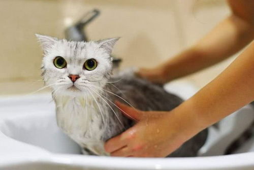 把猫咪泡在水里十分钟能消灭它身上的跳蚤吗 说出来你都不敢相信