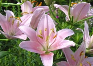 粉色百合花的花语,白色百合花的花语和寓意是什么
