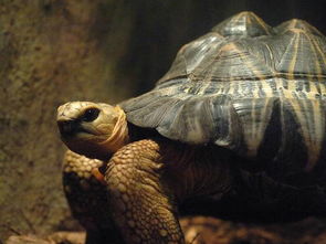 巴西龟离开水能活多长时间？