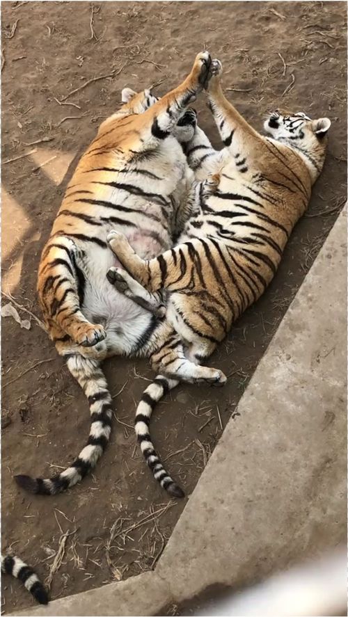 动物园内两只胖虎当众 秀恩爱 爪子 互怼 比谁的力气大 