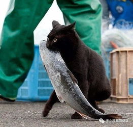 家里的猫咪对小鱼干爱的疯狂,为了吃到小鱼干它竟然... 